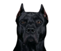 Diamond Cut Kennel Club